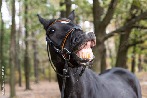 funny smiling black horse