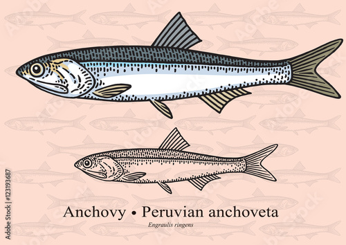 Anchovy, Peruvian anchoveta. Vector illustration for artwork in small sizes. Suitable for graphic and packaging design, educational examples, web, etc.