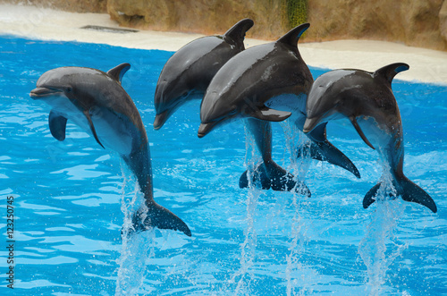 Dolphins playing in the pool