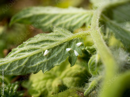 whiteflies sucking on a tomato leaf