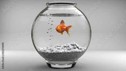 Gold fish in a fishbowl - bubbles - studio shot