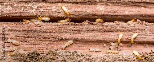 the grunge wood board was eating by group of termites