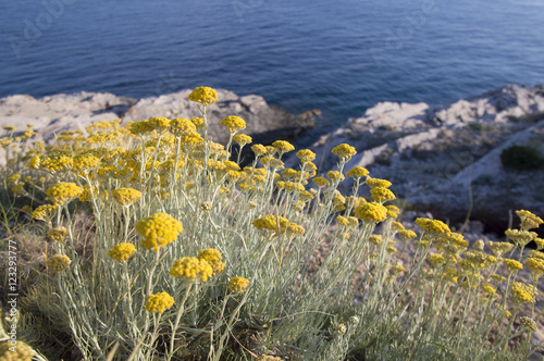 Dwarf everlast or immortelle (Helichrysum arenarium)