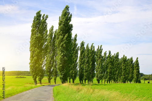 Summer landscape with poplars in sunny day.