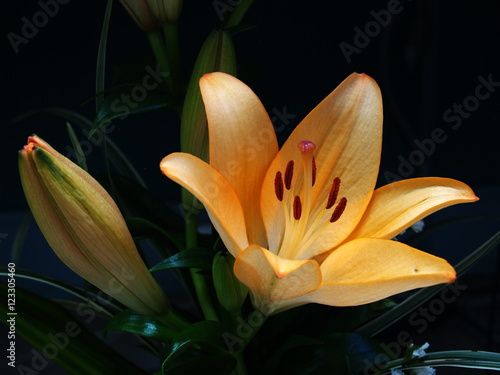 Zephyranthes lily flower. Common names for species in this genus include fairy , rainflower, zephyr , magic , Atamasco , madonna and rain