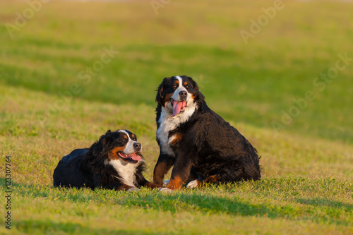 Two bernese dog rest on spring field