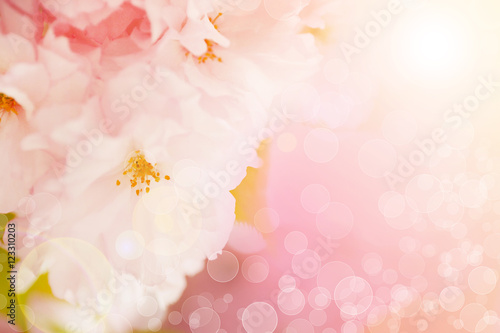 Blossoming sakura tree on beautiful bokeh background, with color filter
