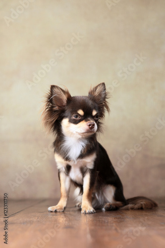 Langhaar-Chihuahua im Studio sitzend