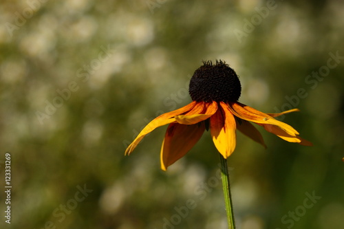 Rudbekia