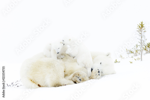 Polar bear mother (Ursus maritimus) playing with two new born cubs, Wapusk National Park, Manitoba, Canada