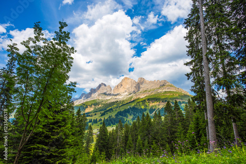View of the mountains of the Rosengarten group (Rosengarten) with meadows, fir trees and flowers, under a blue cloudy sky, Dolomites, Italy