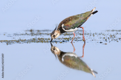 Reflected lapwing feeding at shallow water