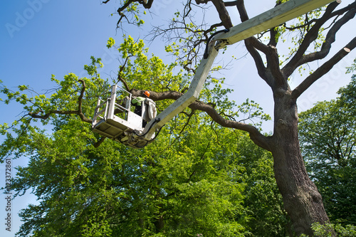 Gardener or tree surgeon pruning a tree.