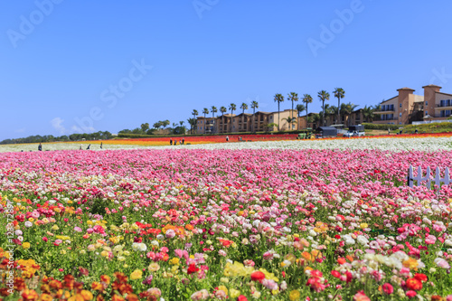 The Flower Fields