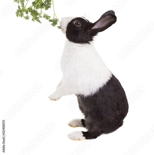 Dutch dwarf rabbit eating parsley standing on its hind legs and