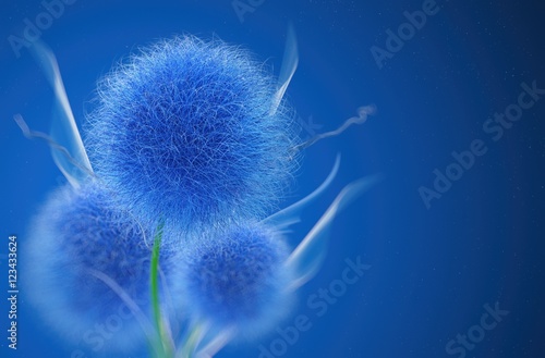 Niebieskie kwiaty