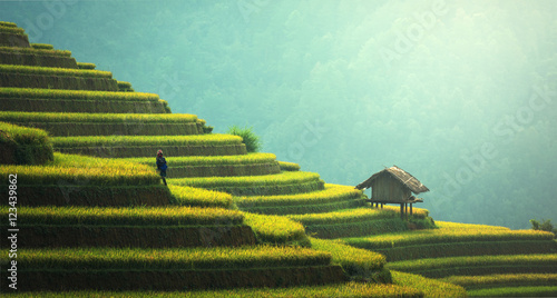 Rice fields on terraced of Mu Cang Chai, YenBai, Vietnam. Rice fields prepare the harvest at Northwest Vietnam.Vietnam landscapes