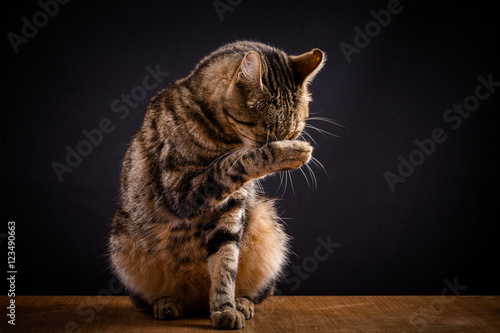 un chat tigré se cachant la face derrière sa patte en se lavant