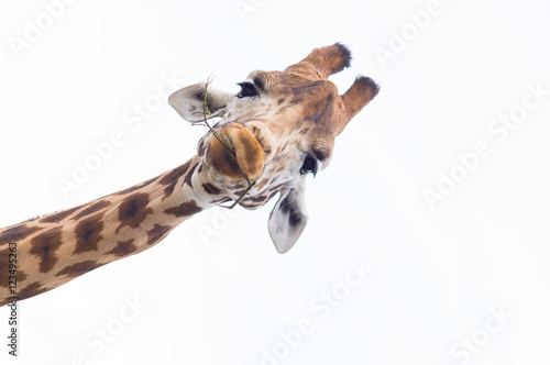 Giraffe's Head Isolated against a white sky