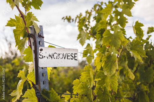 Tuscan vineyard with Sangiovese sign