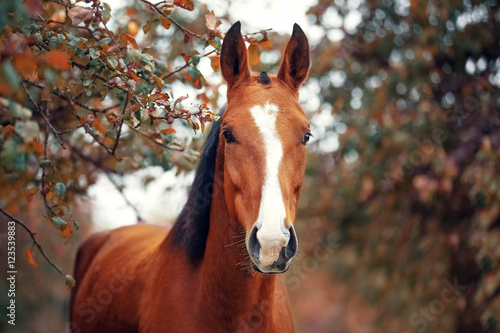 Portrait of a bay Hanoverian horse