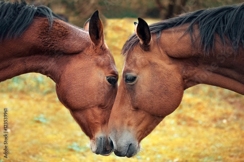 Horse love and tenderness