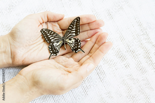 Hands Holding Black Butterfly