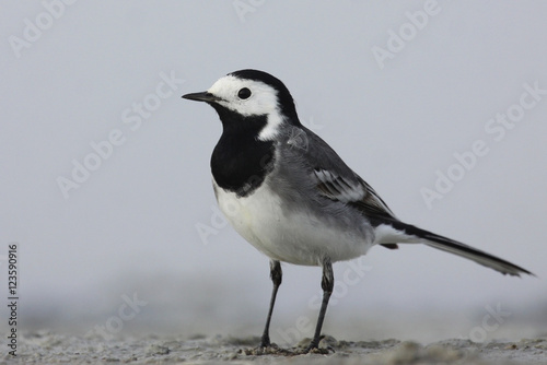 white wagtail