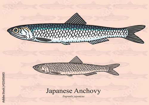 Japanese Anchovy. Vector illustration for artwork in small sizes. Suitable for graphic and packaging design, educational examples, web, etc.