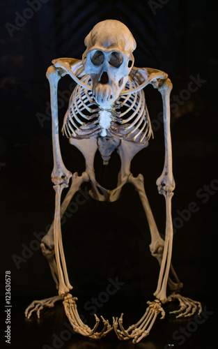 Szkielet orangutana (pongo) na czarnym tle
