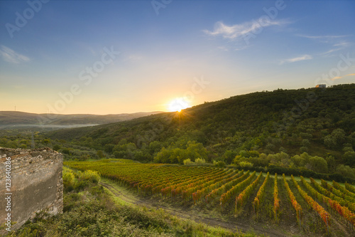 sunrive over vineyard in southern italy