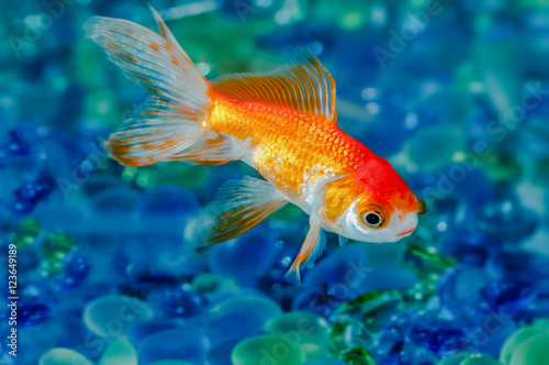 Gold fish goldfish single one in aquarium close up