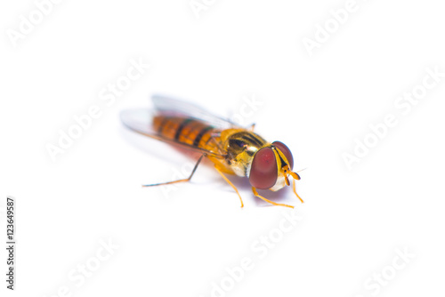 The hover fly isolated on white background.