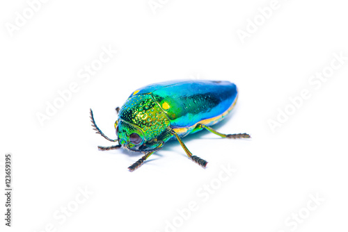Jewel beetle isolated on the white background.
