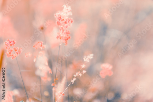 Flowers grass blurred bokeh background vintage