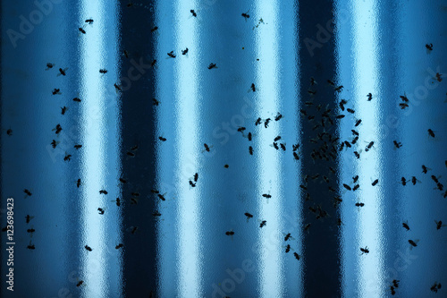 Many insects in fluorescent light.
