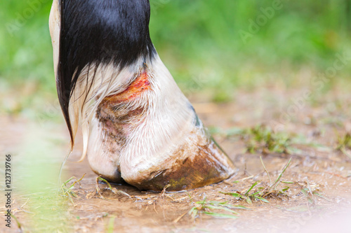 Horse limb injury. 