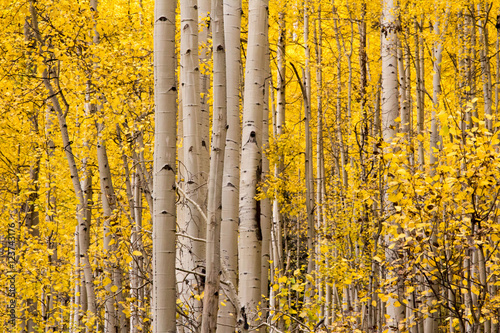 Yellow aspen trees in Durango, Colorado