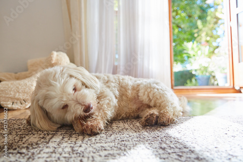 Havanese dog lying on the carpet at home