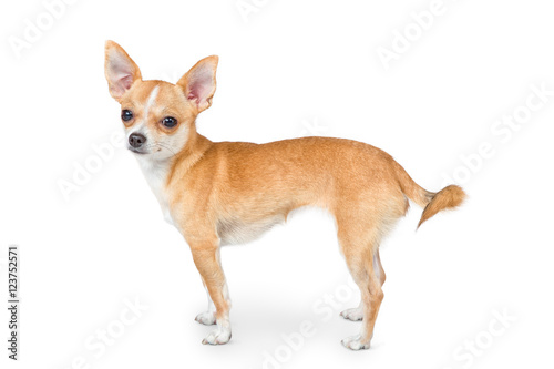 Small chihuahua dog