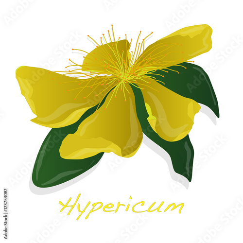 Hypericum flower