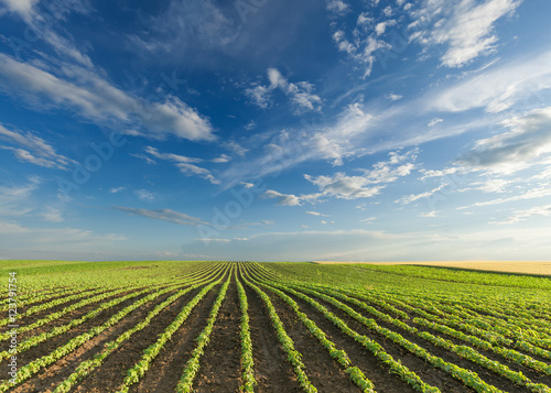 Young soybean crops at idyllic sunny day