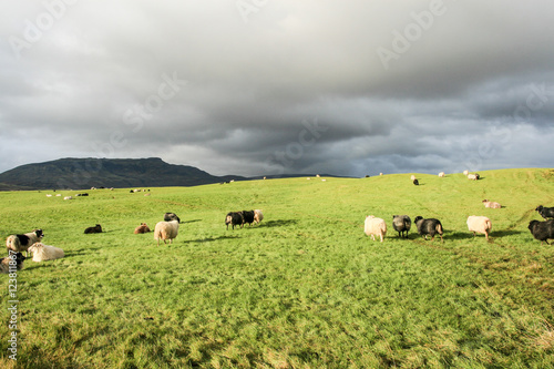 Sheepyard