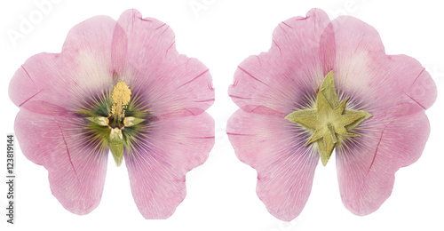 Dried pink mallow flower ( alcea rosea) front and back, isolate