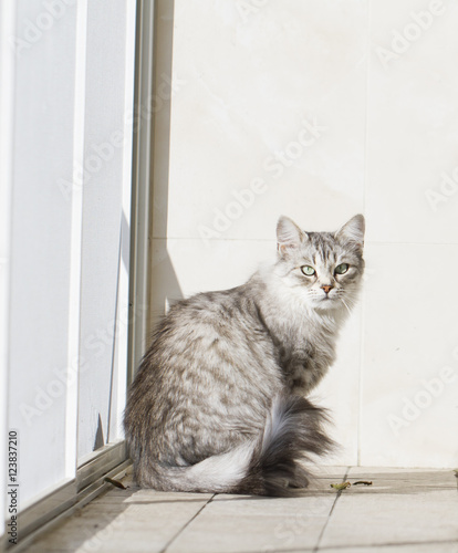 grey cat in the garden, siberian breed