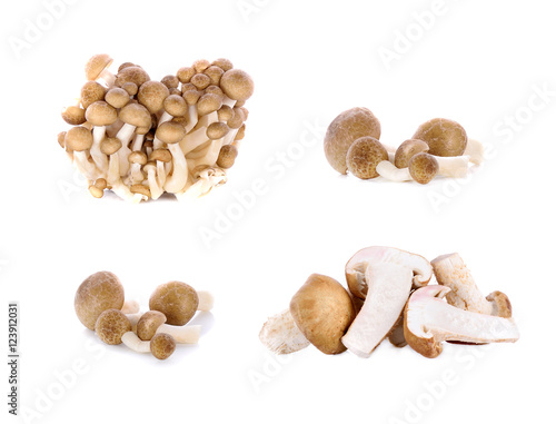oyster mushrooms isolated on white background
