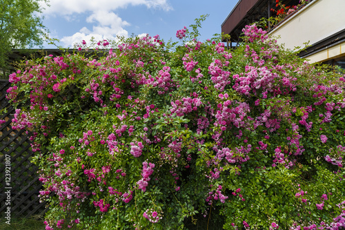 a large bush in the garden rambler