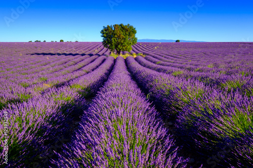 Lavender field at plateau Valensole, Provence, France