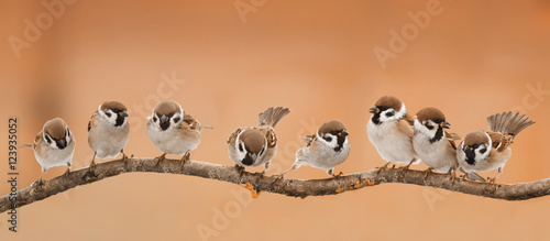 a lot of little funny birds sitting on a branch in Sunny weather