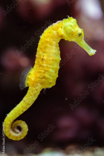 Slender seahorse (Hippocampus reidi).